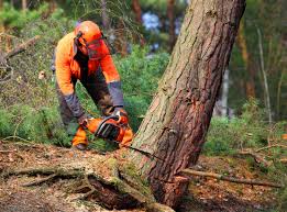 Best Root Management and Removal  in San Castle, FL